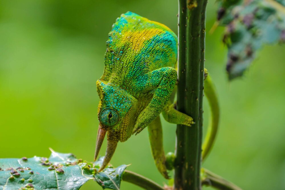 rwenzori chameleon